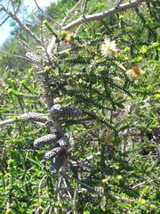 Melaleuca densa