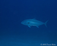Seriola dumerili