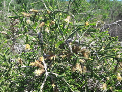 Melaleuca densa