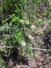 Melaleuca densa