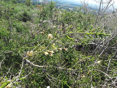 Melaleuca densa