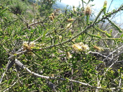 Melaleuca densa