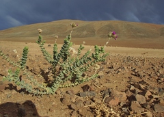 Cistanthe salsoloides