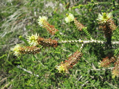 Melaleuca densa