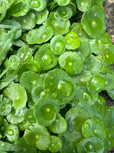 Hydrocotyle verticillata observed 2025-10-17