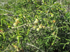 Melaleuca densa