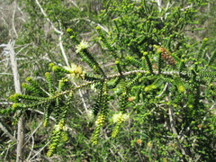 Melaleuca densa