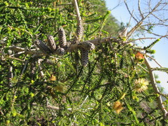 Melaleuca densa