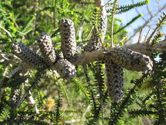 Melaleuca densa