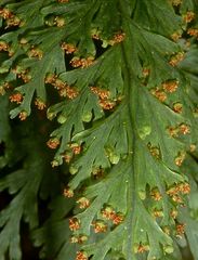 Hymenophyllum scabrum
