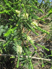 Melaleuca densa