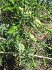 Melaleuca densa
