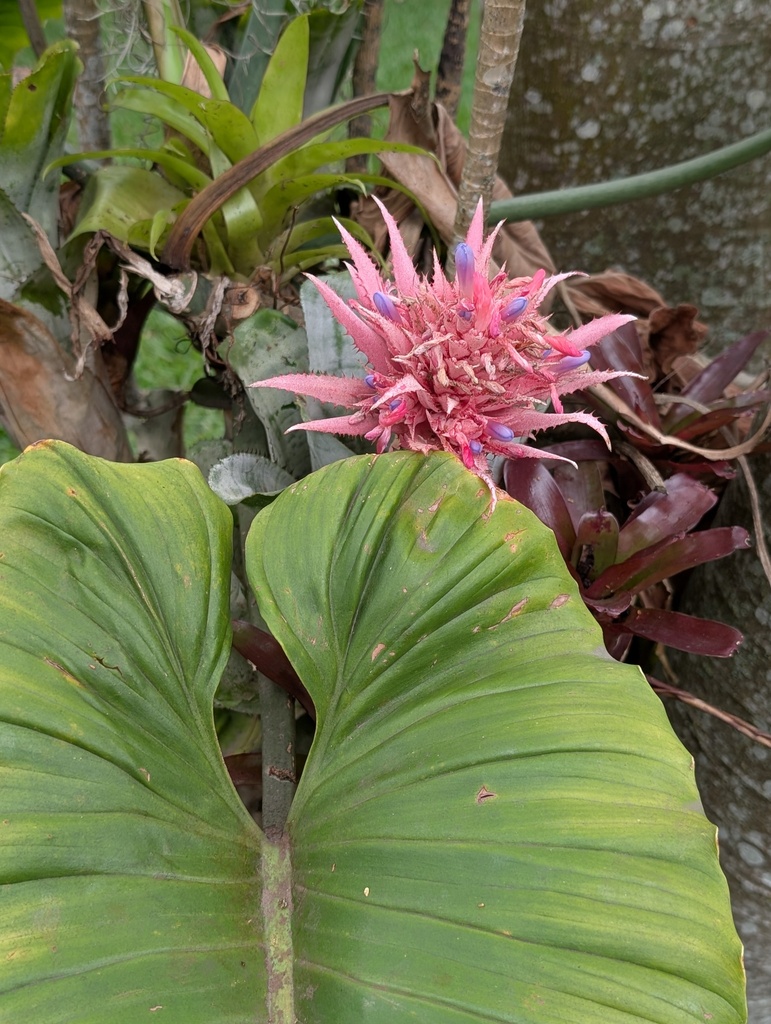 Ехмея — Aechmea fasciata
