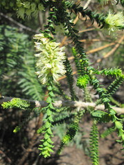 Melaleuca densa