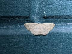 Perixera illepidaria