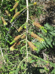 Melaleuca densa
