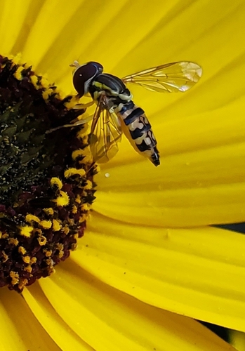 Unknown species found near North Carolina, US