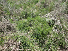 Melaleuca densa