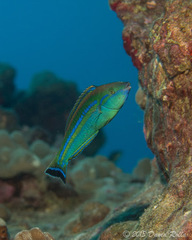 Pseudojuloides cerasinus