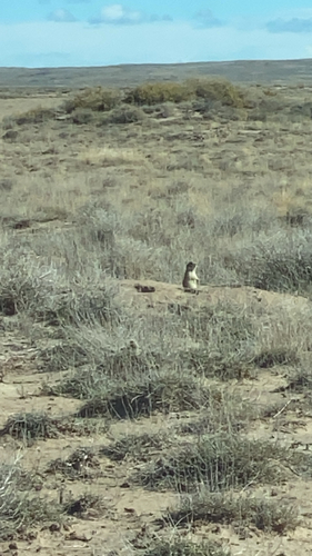 White-tailed Prairie Dog observed by tigsniffs