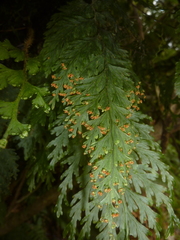 Hymenophyllum scabrum