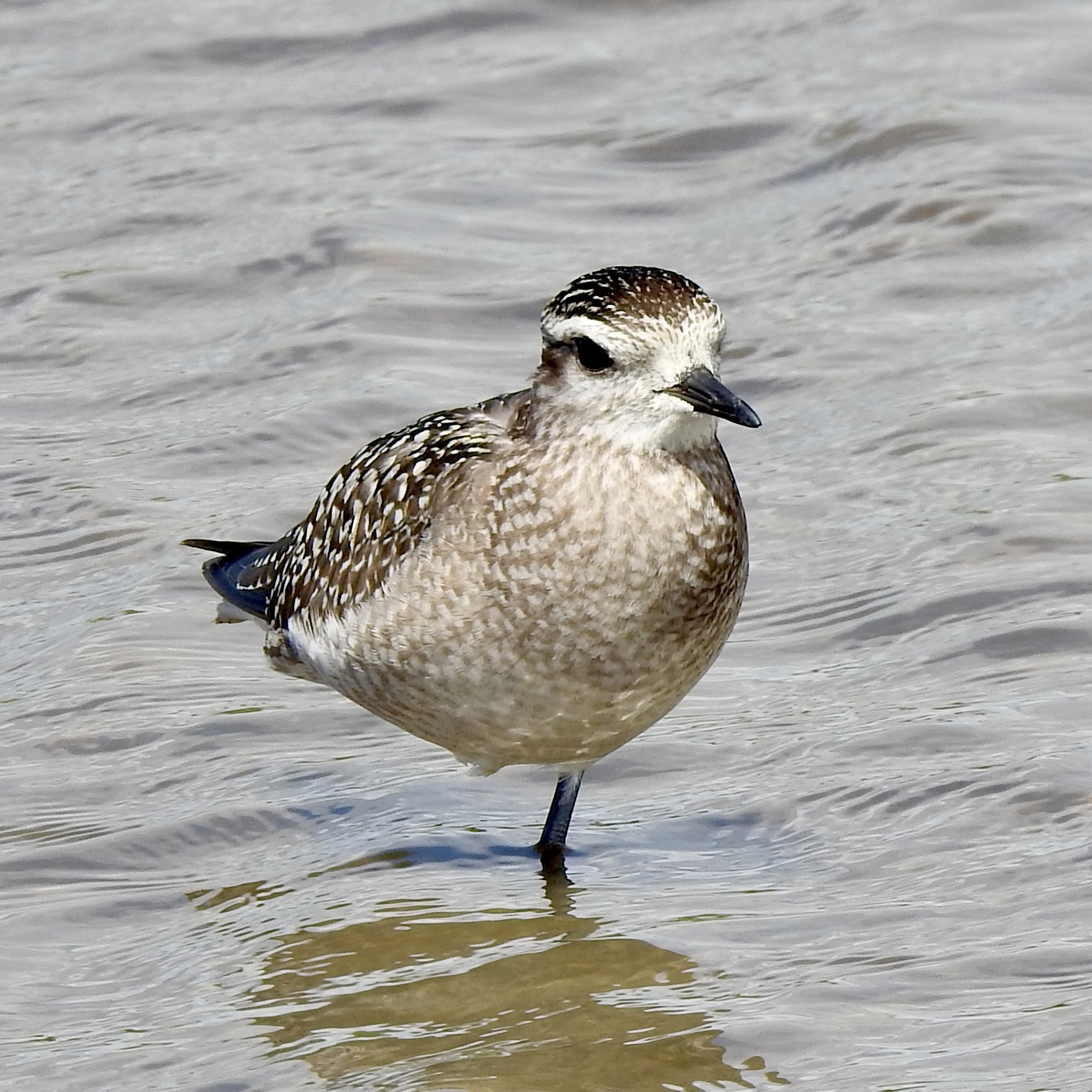 American Golden Plover