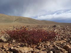 Dinemandra ericoides