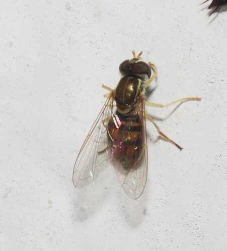 Unknown species found near Caraway, Craighead Co., AR, USA