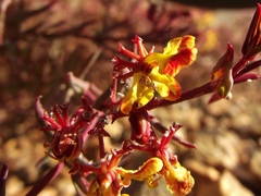 Dinemandra ericoides