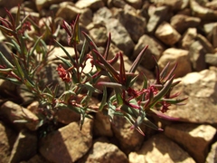 Dinemandra ericoides