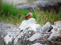 Pyrocephalus rubinus