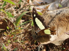 Polyura bharata