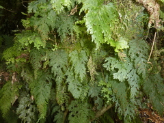 Hymenophyllum scabrum