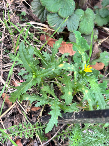 York groundsel (Senecio eboracensis)