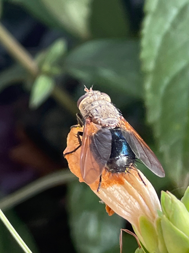 Unknown species found near Dane County, US-WI, US