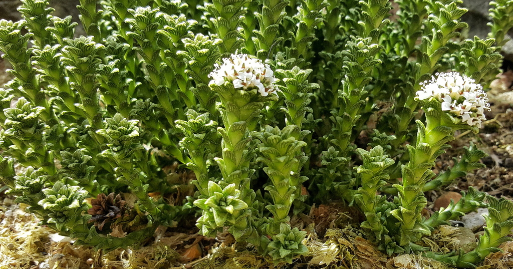 Falkland Nassauvia