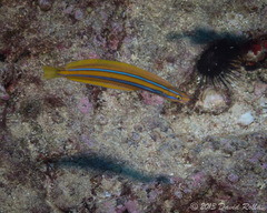 Plagiotremus ewaensis