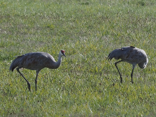 Grulla canadiense (Antigone canadensis)