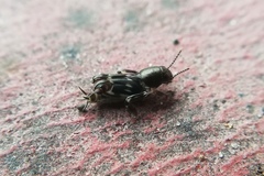 Tridactylidae