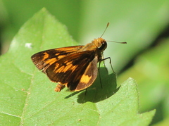 Oriens goloides