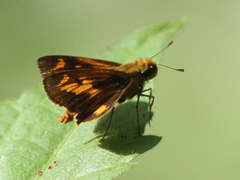 Oriens goloides