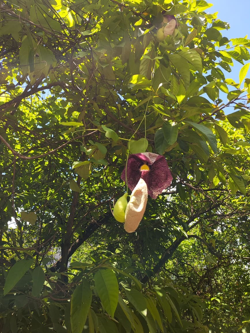 Aristolochia gigantea