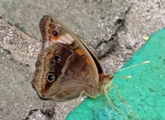 Junonia neildi