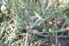 Melaleuca densa