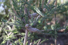 Melaleuca densa