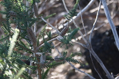 Melaleuca densa