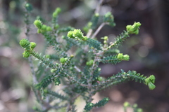 Melaleuca densa