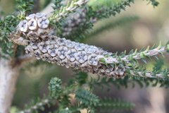 Melaleuca densa