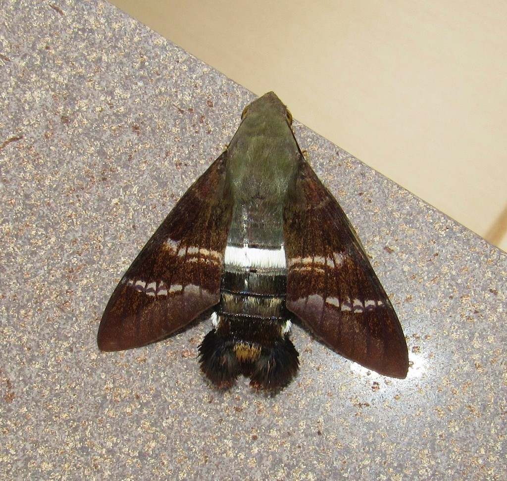Fadus Sphinx