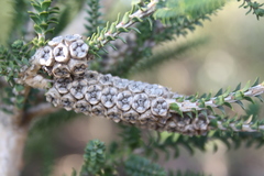 Melaleuca densa